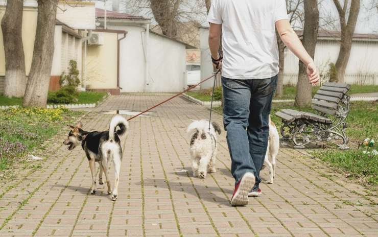 Aufgaben eines Dog Walkers