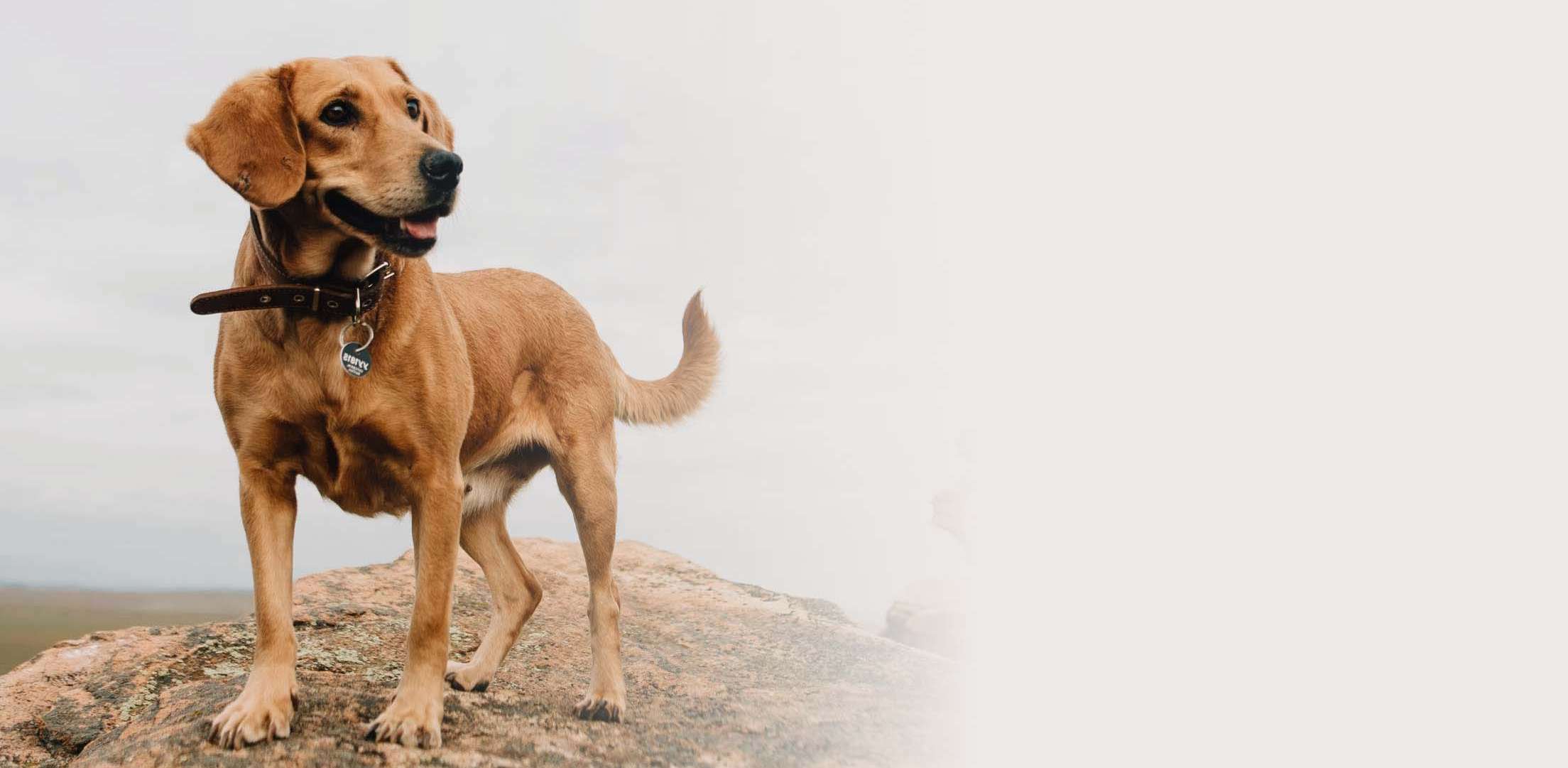 Glücklicher Hund
