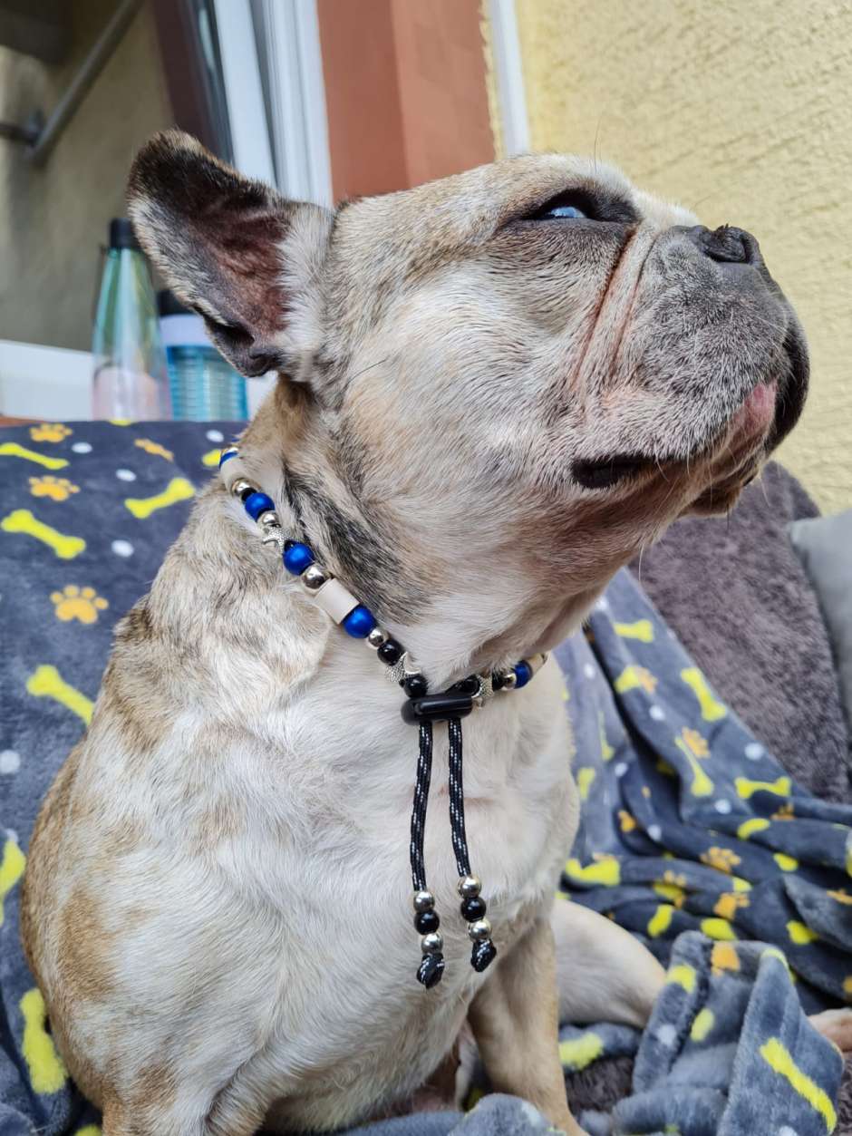 Hundehalskette in blau-weiß-gold getragen von französischer Bulldoge