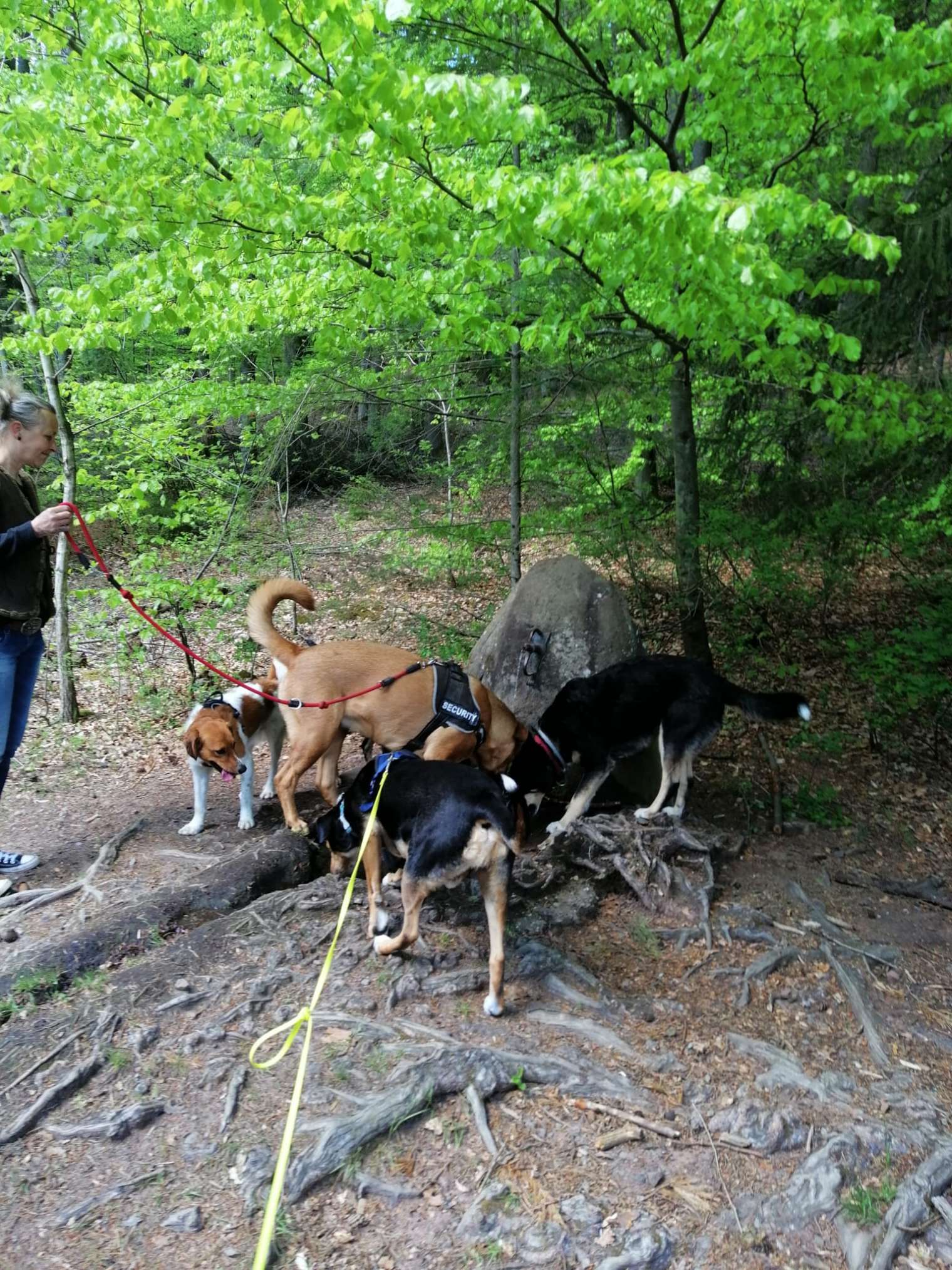 Social Walk Pack Source Pawfect Service Dog Walking & Pet Services
