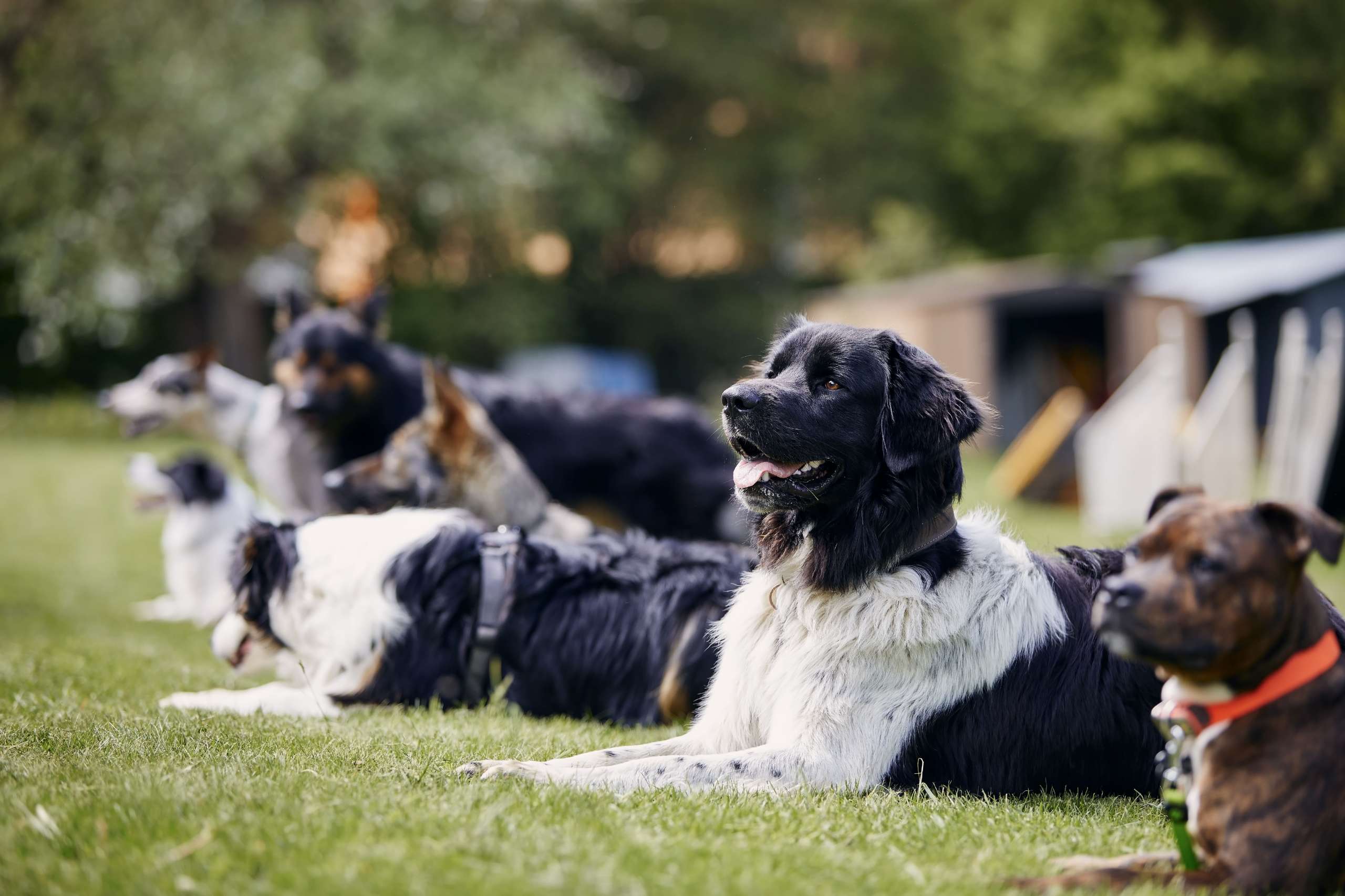 group-of-dogs-during-training