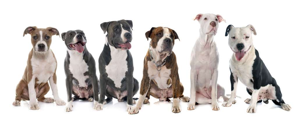 Listenhunde-staffordshire-terrier