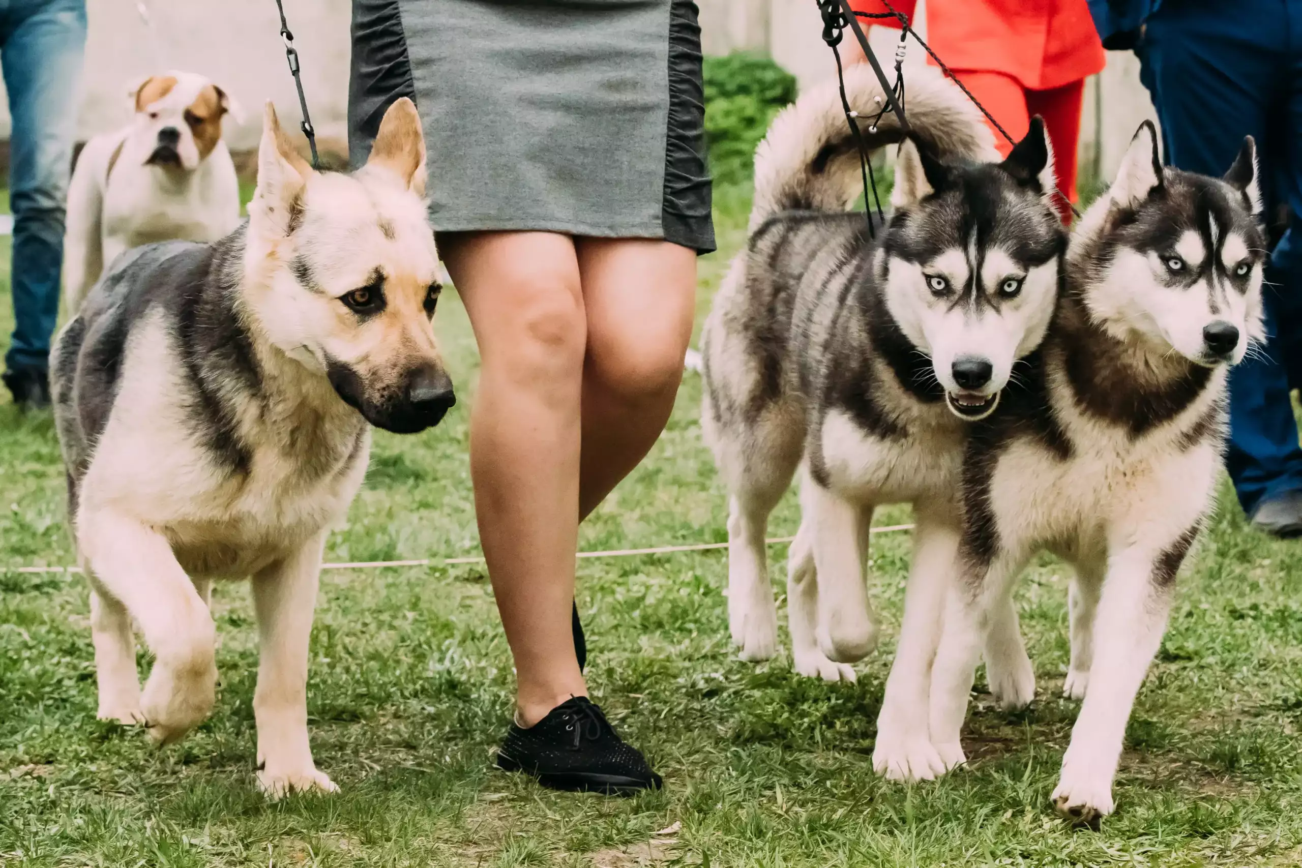 Dog Walker with a pack Dog Walker with a pack