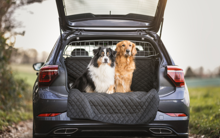 Hunde sicher im Auto transportieren: Welche Möglichkeiten gibt es?