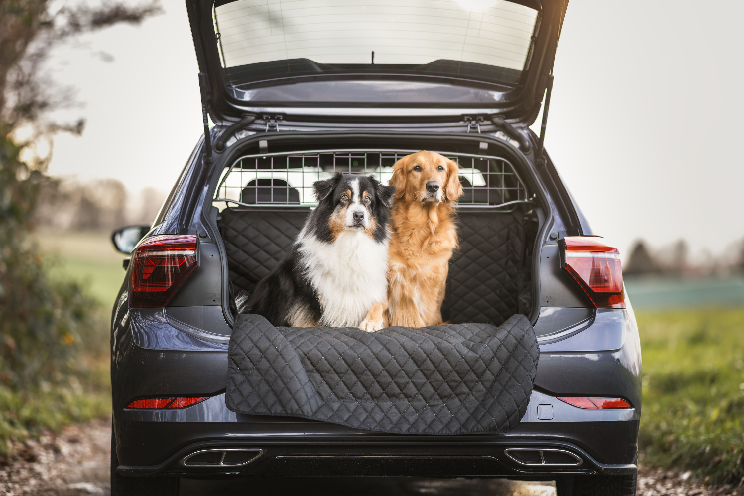Hunde sicher im Auto transportieren: Welche Möglichkeiten gibt es?