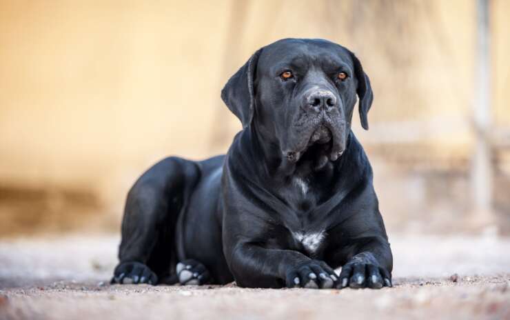 Cane Corso ein Listenhund?