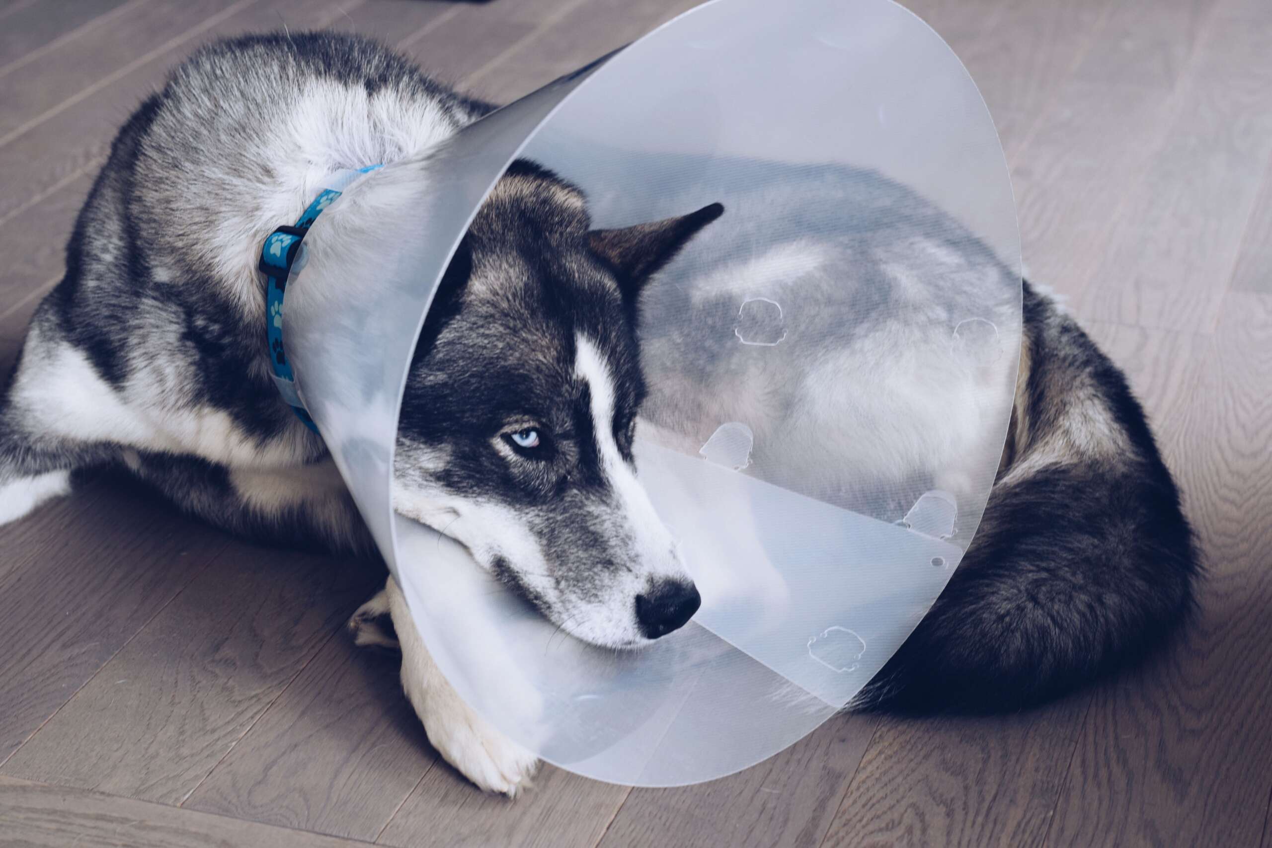 sad-husky-dog-laying-on-a-floor-wearing-a-cone-aft-2022-11-14-06-17-40-utc-min