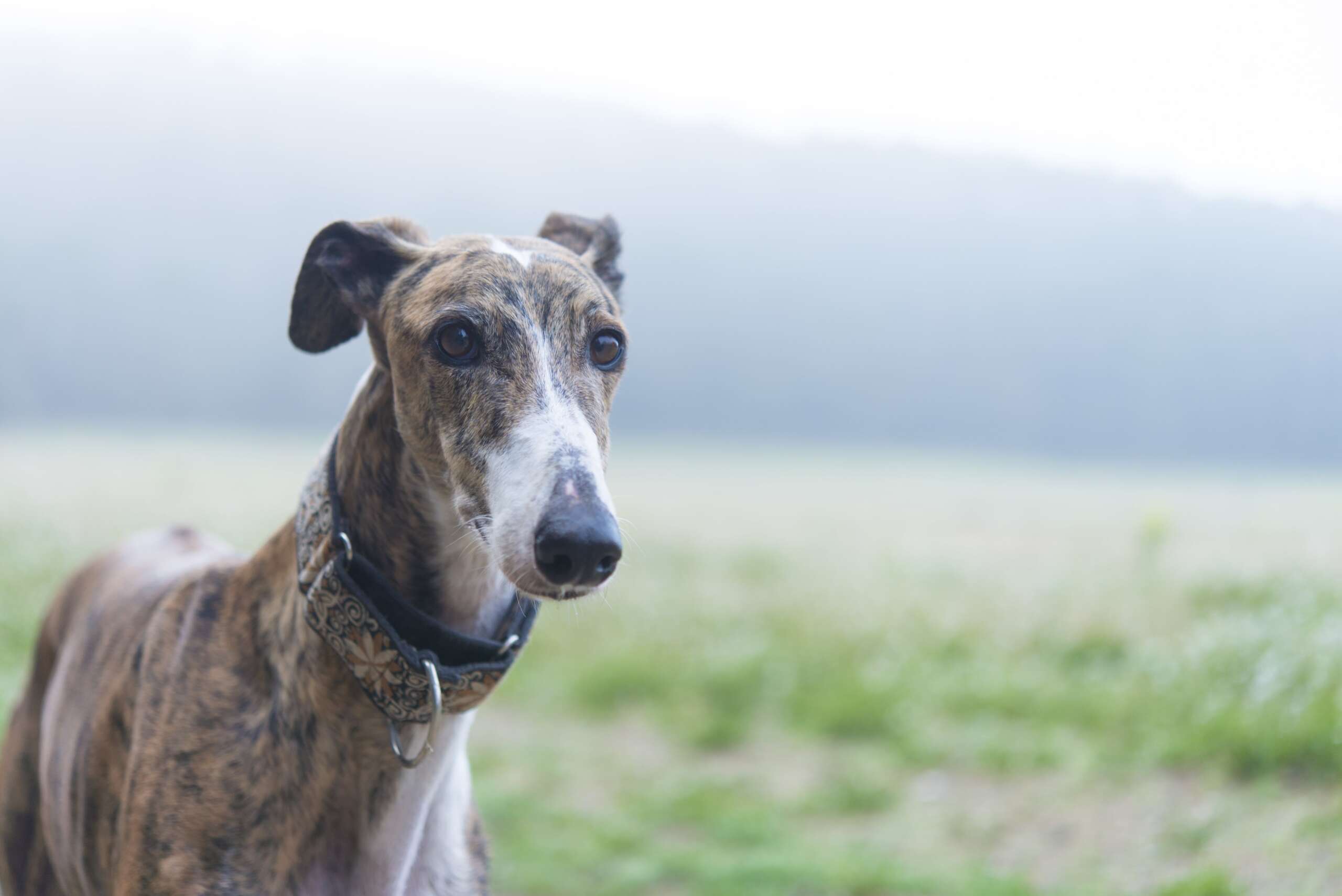 Greyhound-schnellste-Hunderasse-der-Welt