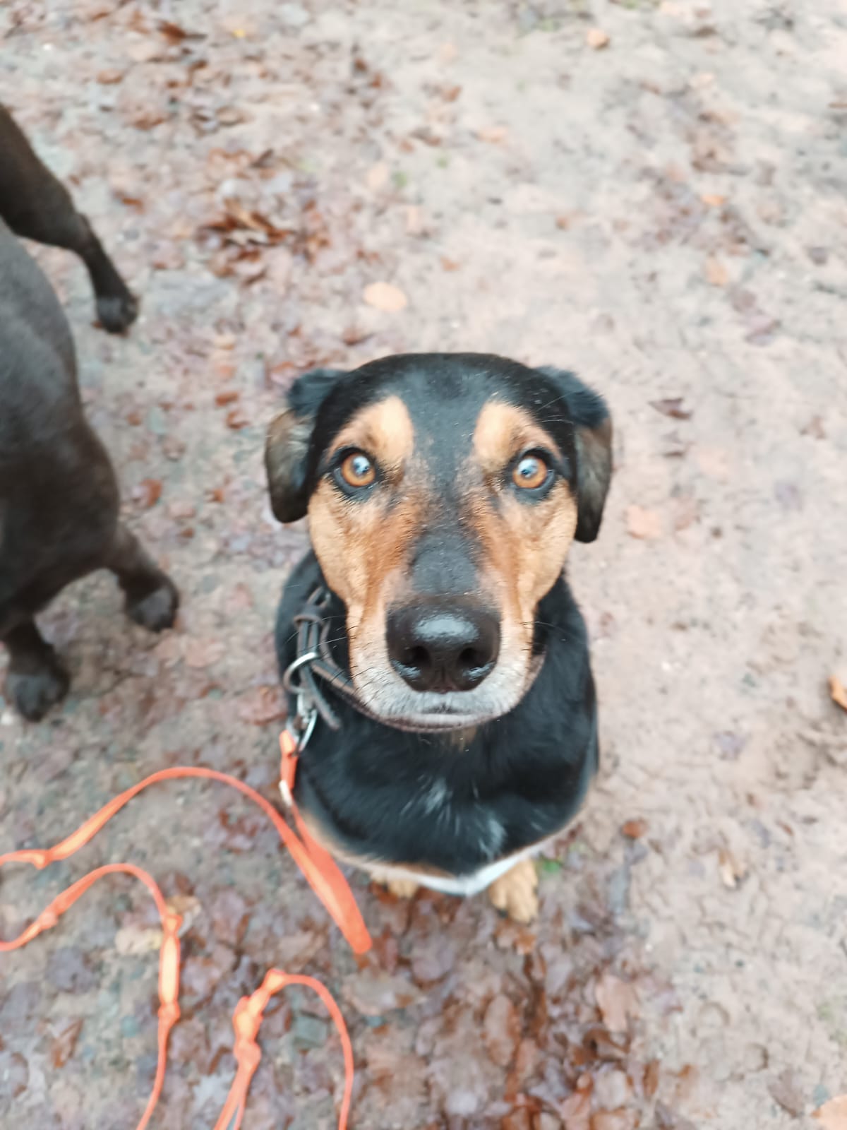 Gassiservice-Gassigeher-Mischling