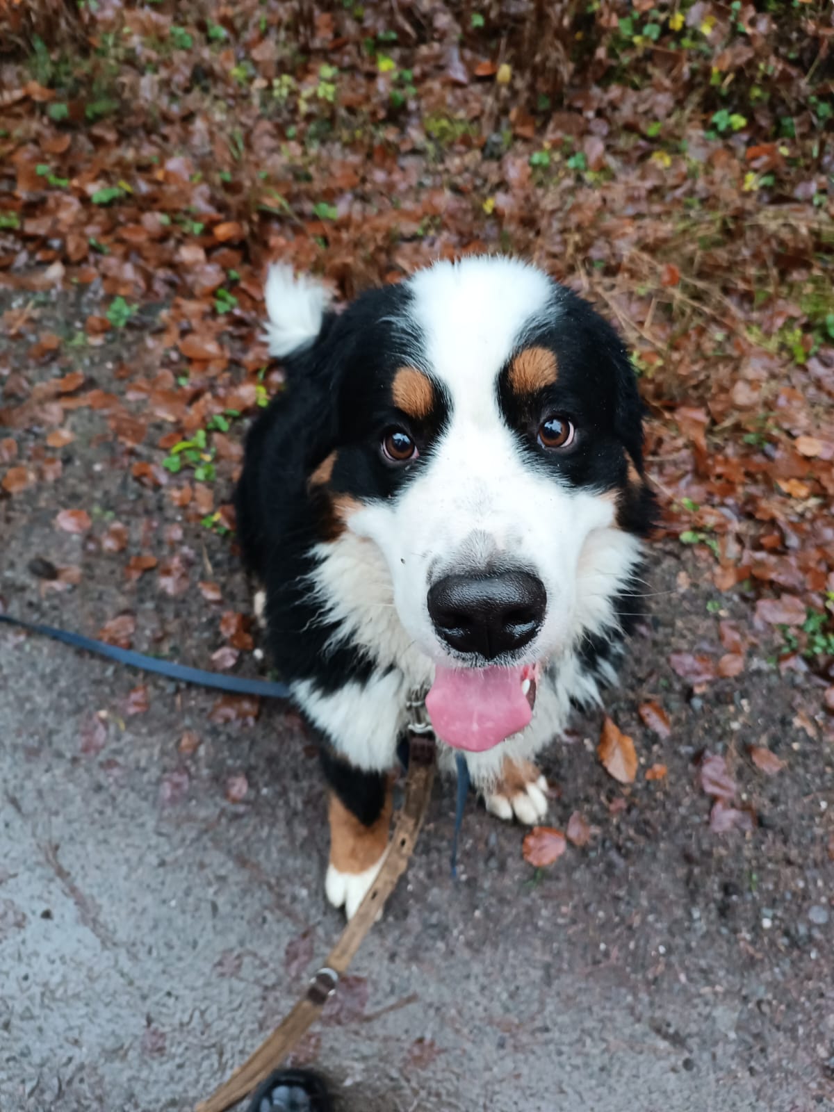 Gassiservice-Gassigeher-bernasenn