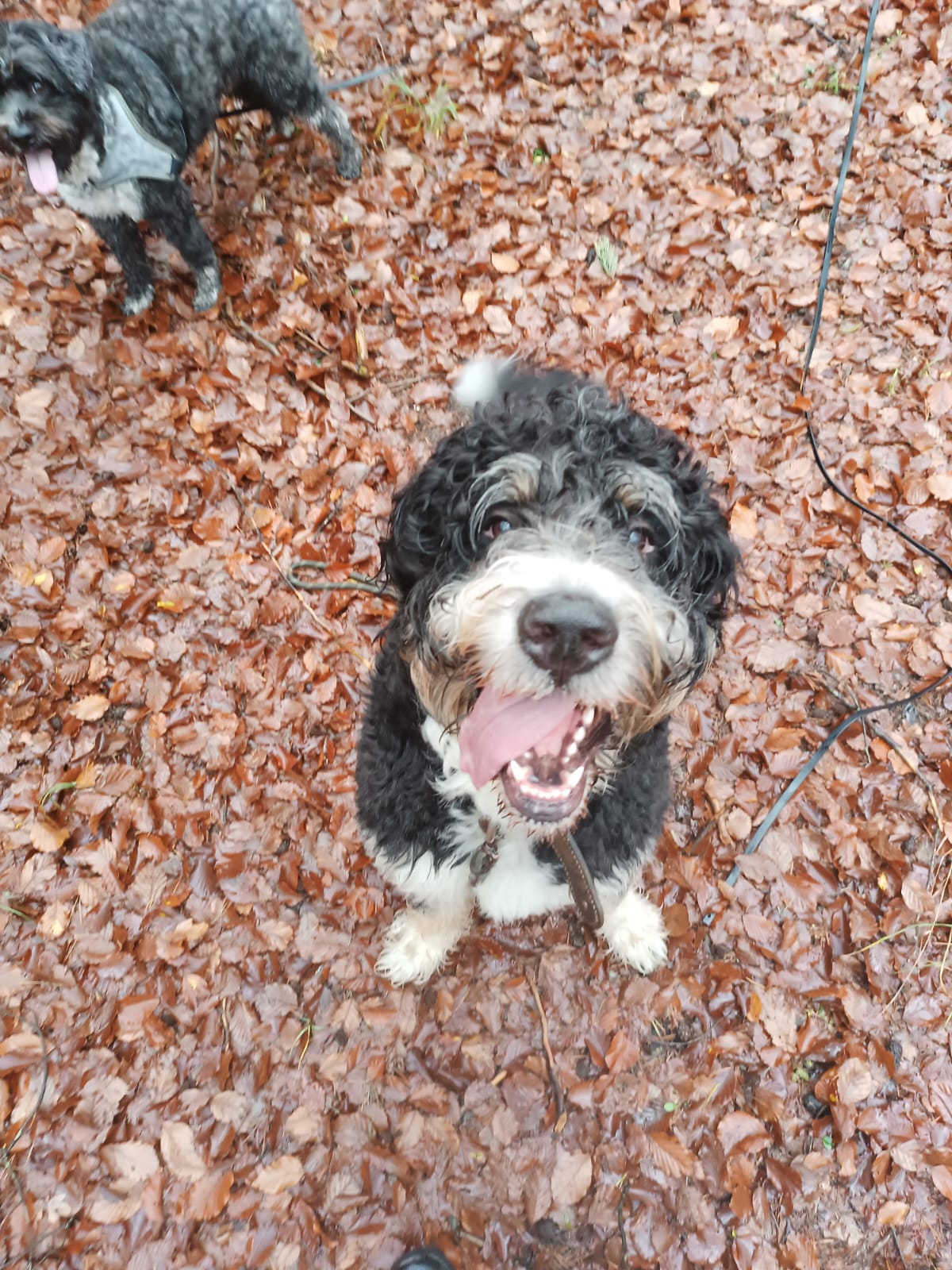 Gassiservice-Gassigeher-Pudelmix