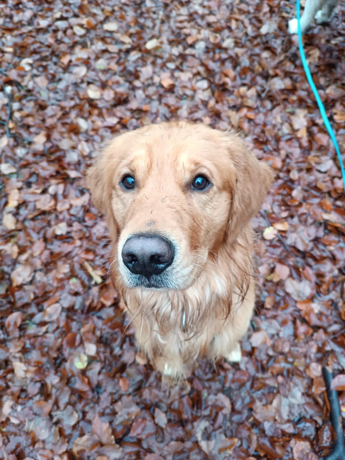 Gassiservice-Gassigeher-golden-retriever