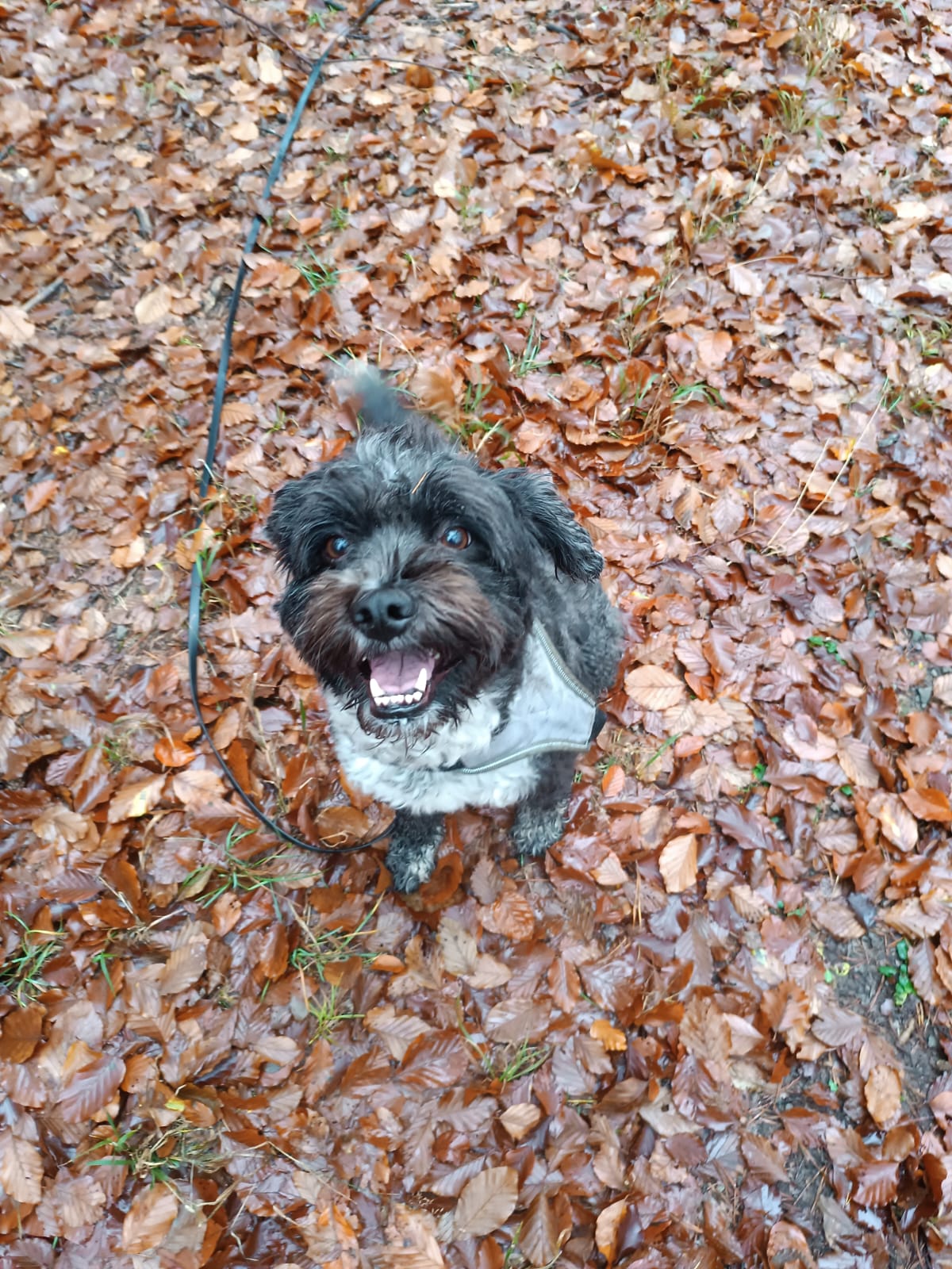 Gassiservice-Gassigeher-Lagotto-romagnolo