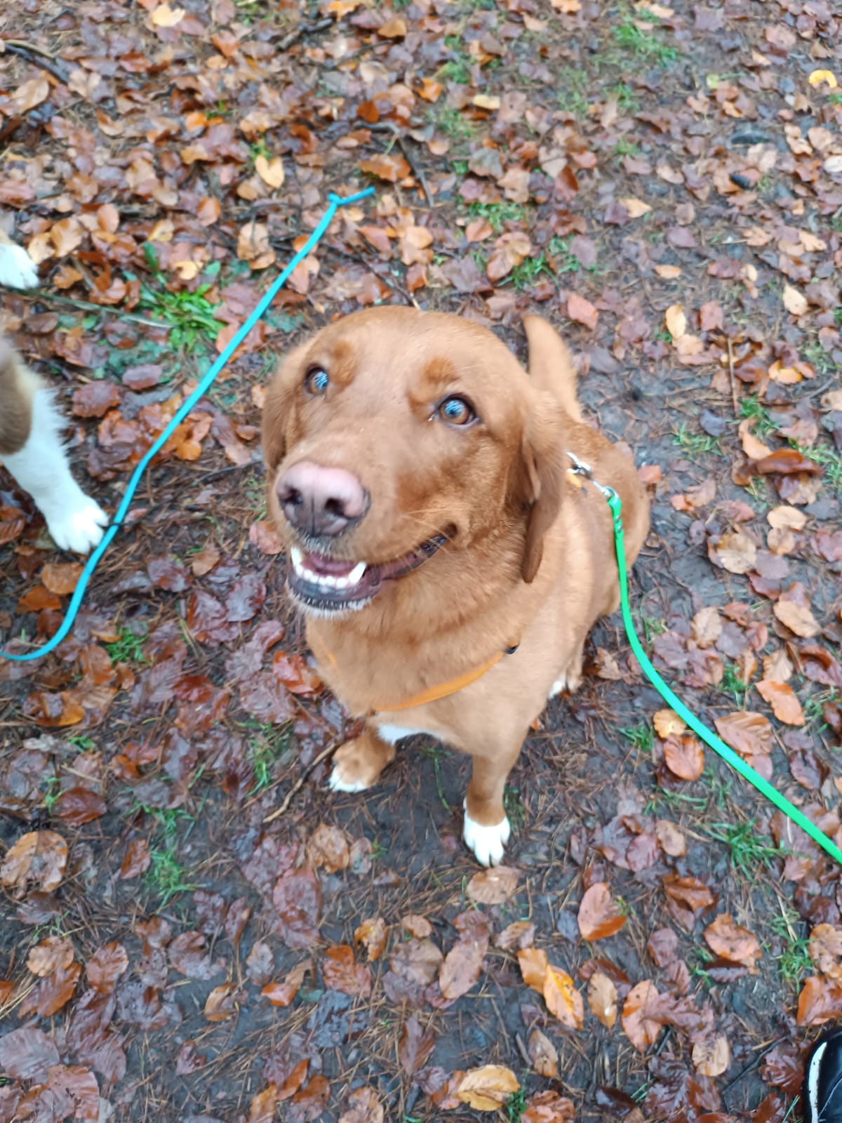Gassiservice-Gassigeher-nova-scotia-duck-tolling-retriever