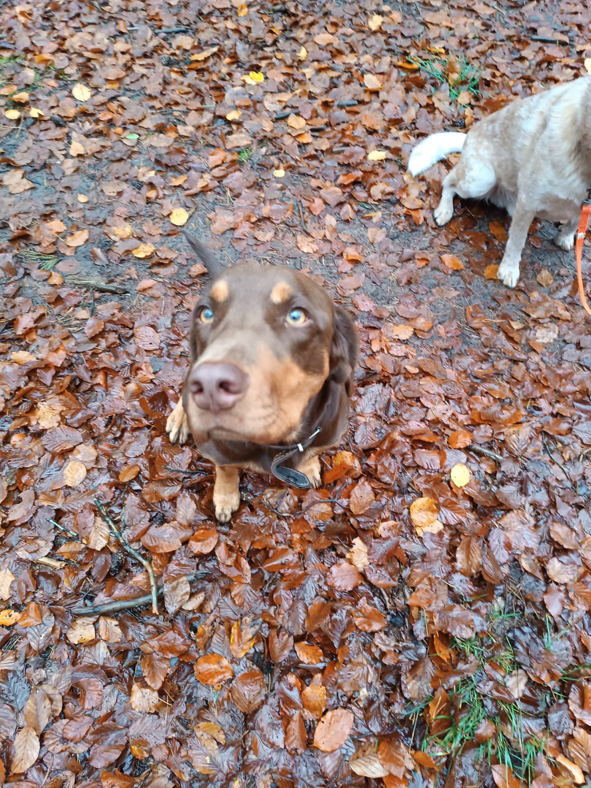 Gassiservice-Gassigeher-weimeraner-vizla-labradormix