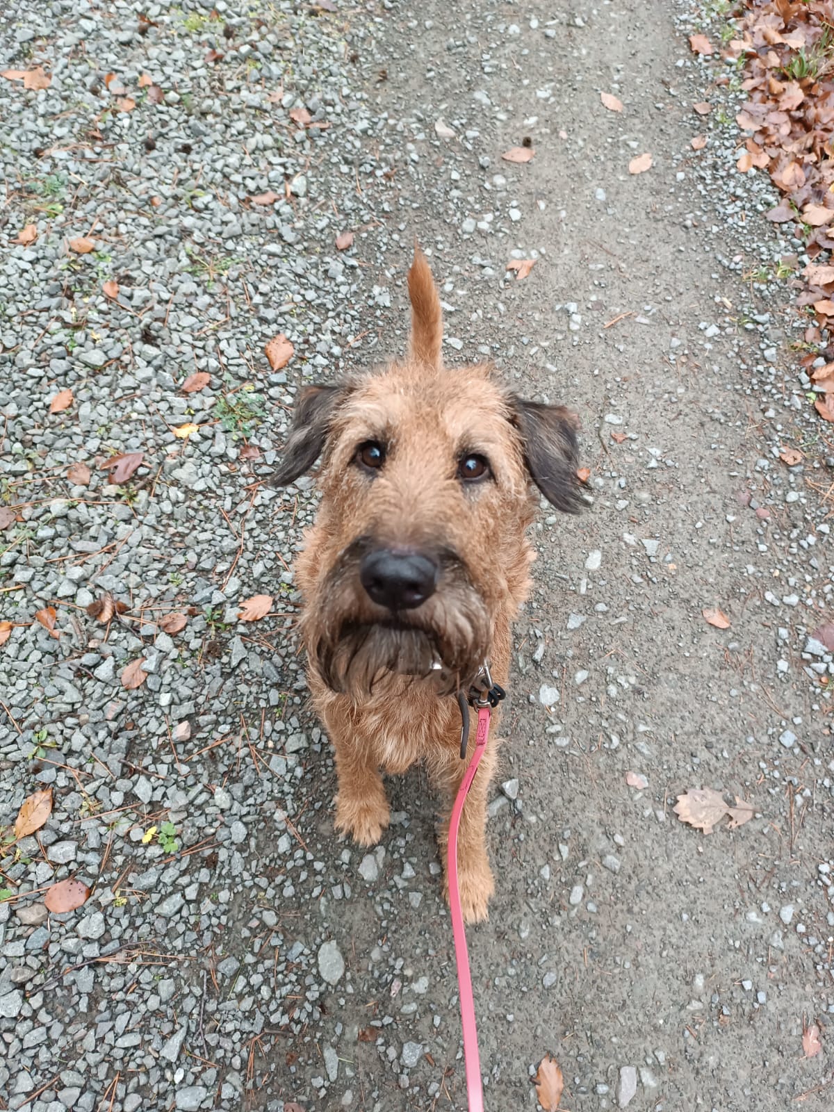 Gassiservice-Gassigeher-irish-terrier