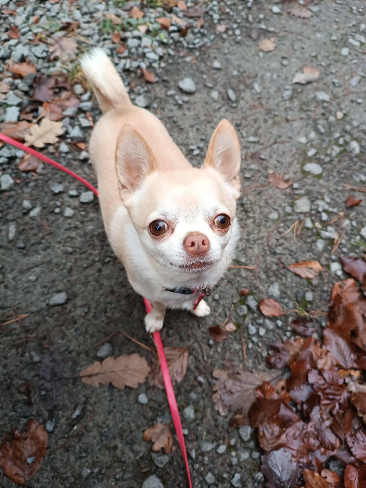 Gassiservice-Gassigeher-chihuahua