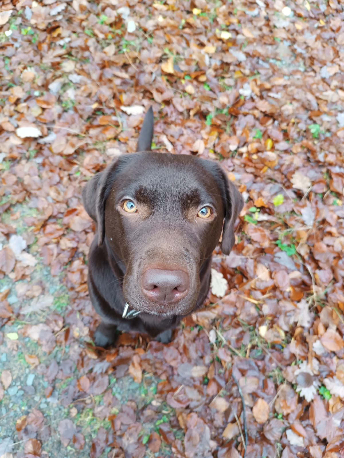 Gassiservice-Gassigeher-labrador