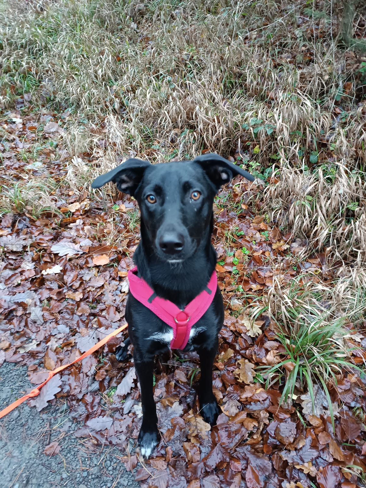 Gassiservice-Gassigeher-Mischling