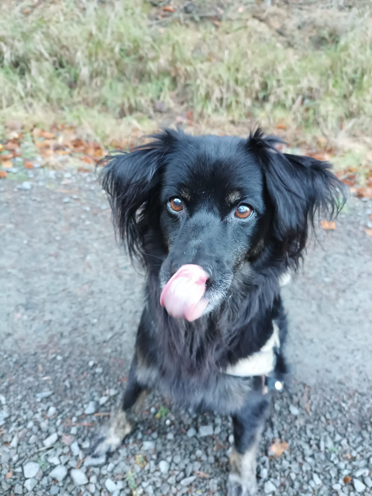 Gassiservice-Gassigeher-border-collie-mix