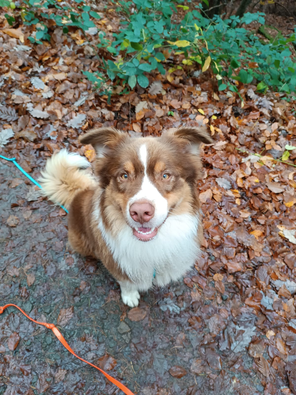 Gassiservice-Gassigeher-australian-shepherd