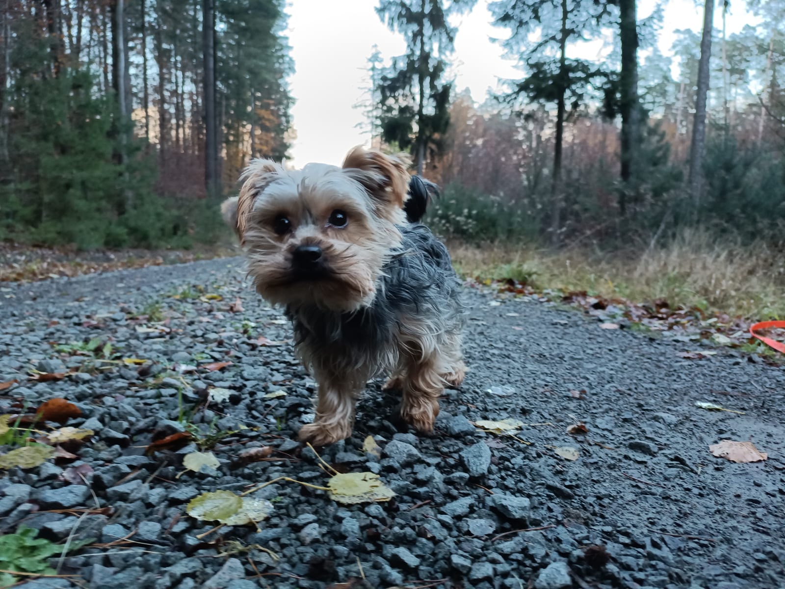 Gassiservice-Gassigeher-yorkshire-terrier
