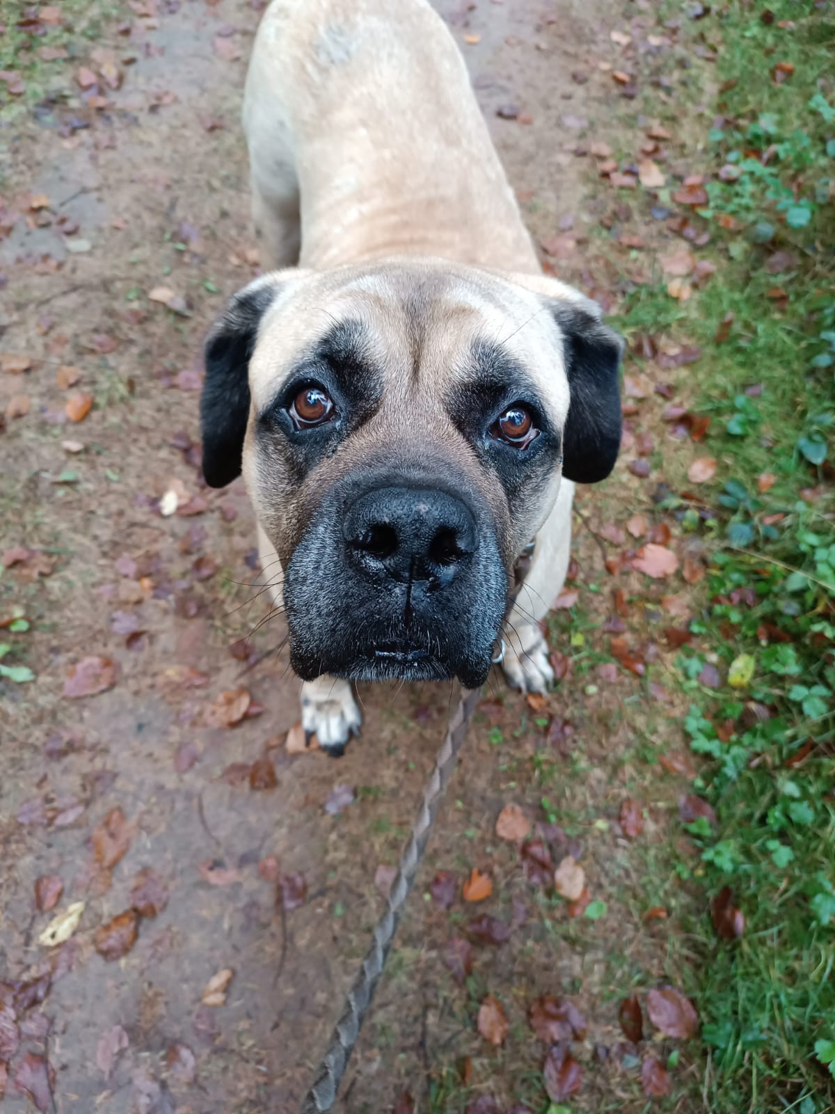 Gassiservice-Gassigeher-old-english-mastiff