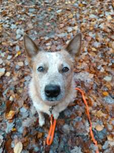 Gassiservice-Gassigeher-cattle-dog