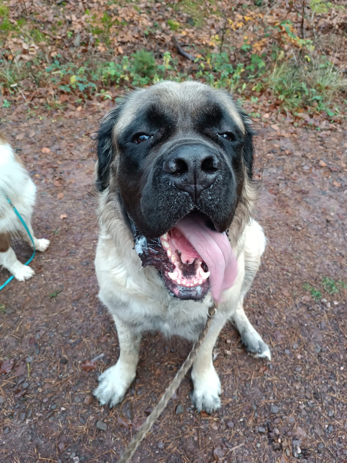 Gassiservice-Gassigeher-old-english-mastiff