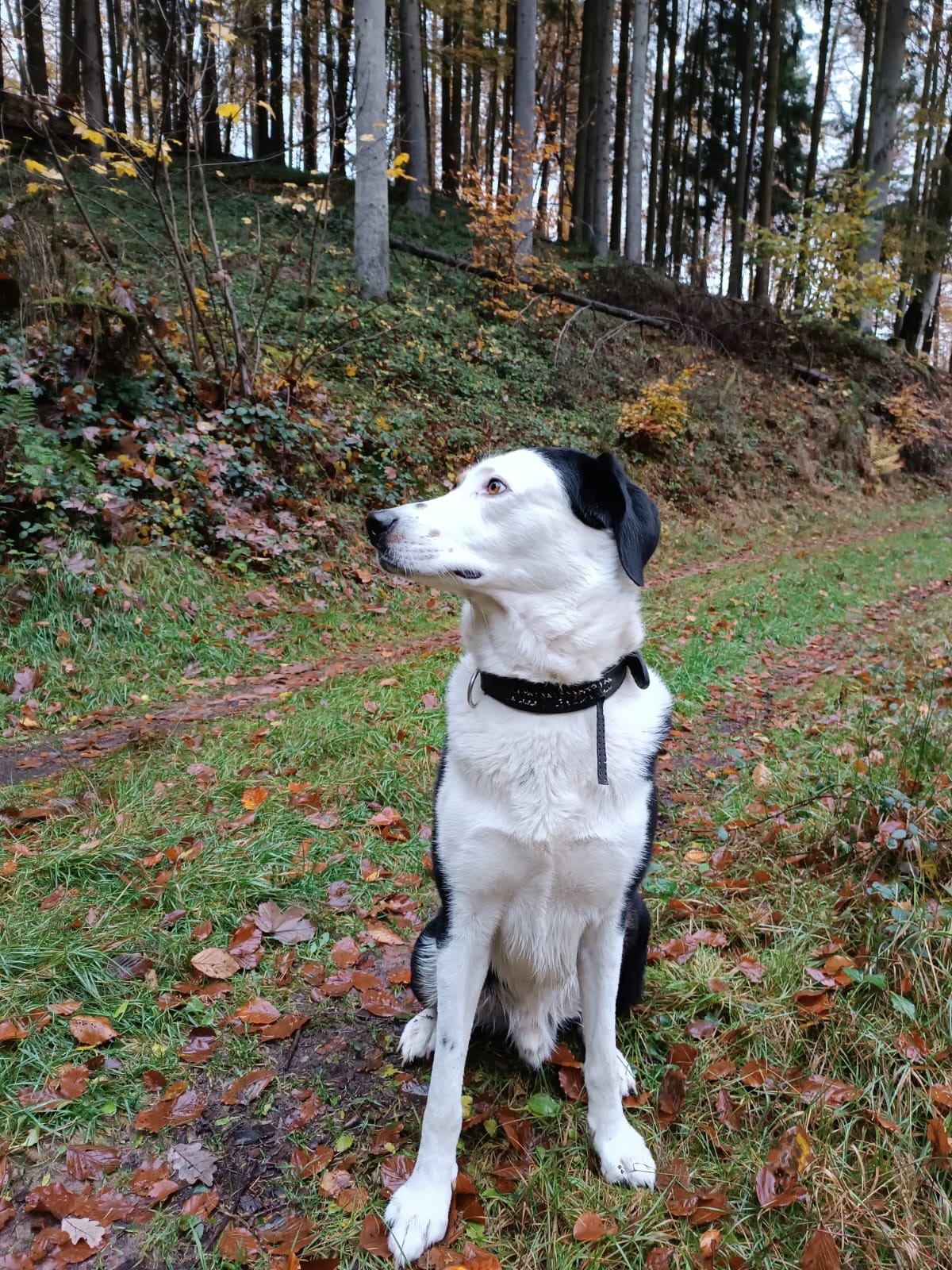 Gassiservice-Gassigeher-Mischling