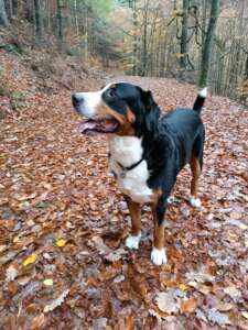 Gassiservice-Gassigeher-großer-schweizer-sennenhund