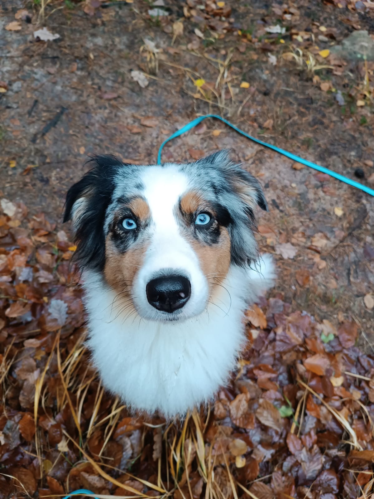 Gassiservice-Gassigeher-Australian-Shepherd