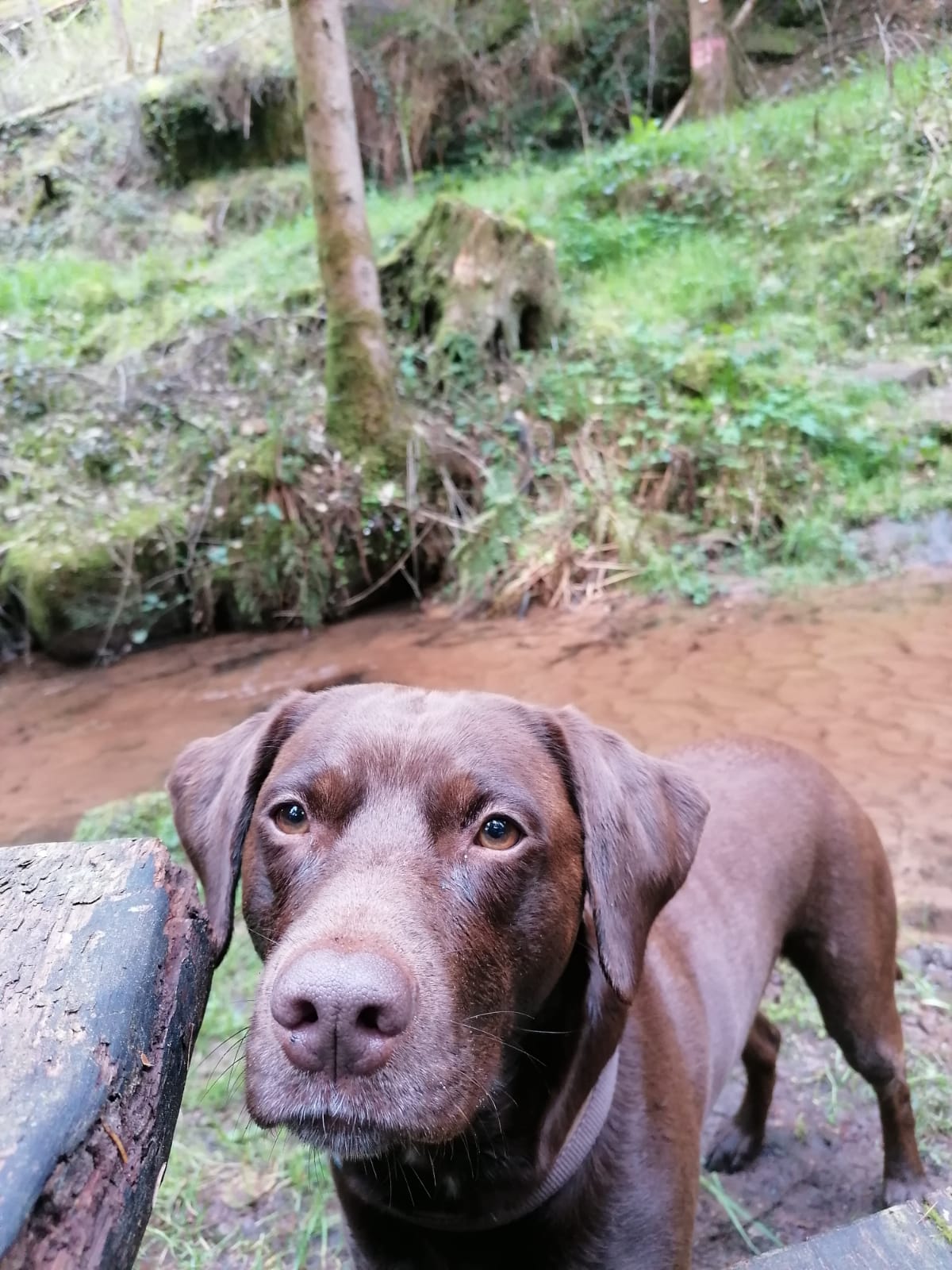 Gassiservice-Gassigeher-Dalmador