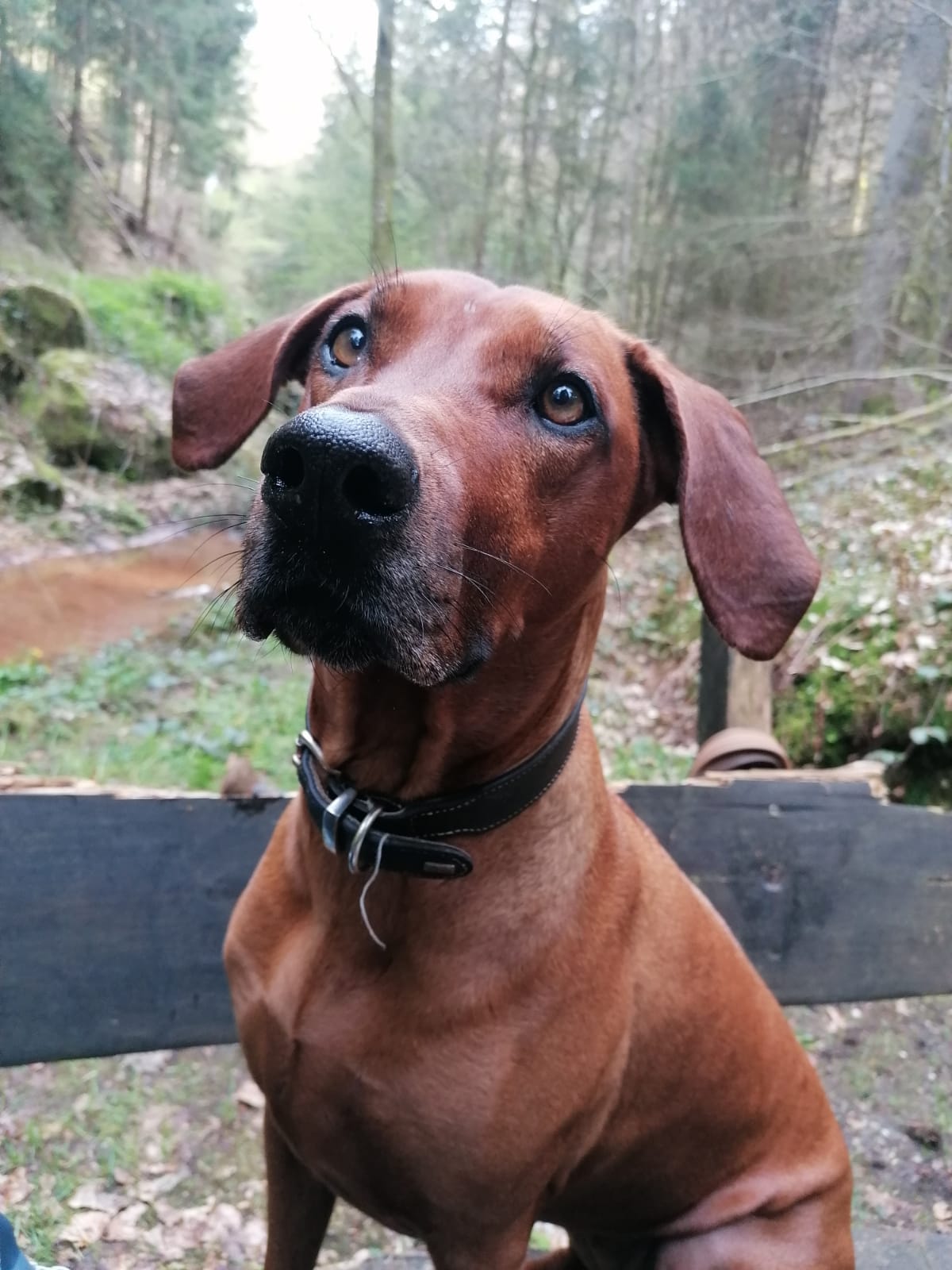 Gassiservice-Gassigeher-Rhodesian-ridgeback
