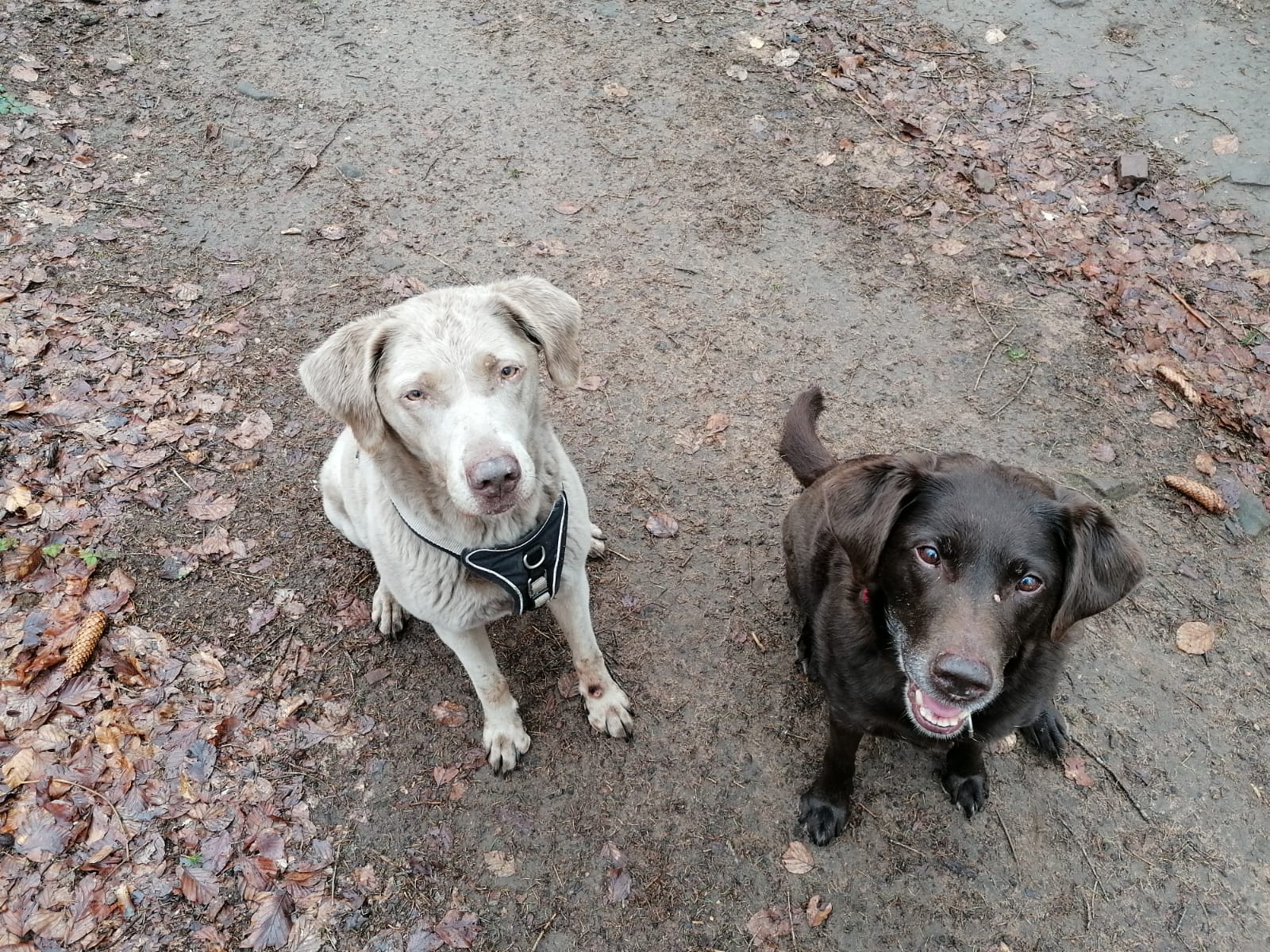 Gassiservice-Gassigeher-Labrador