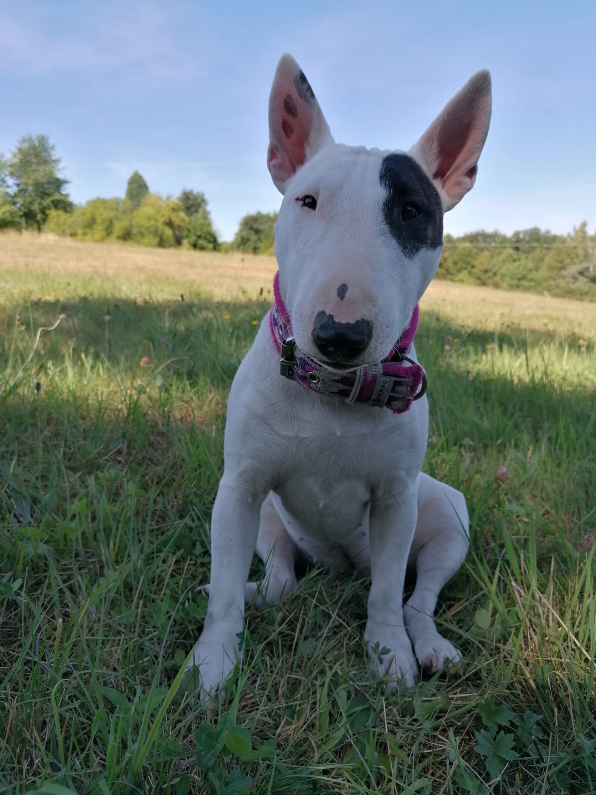 Gassiservice-Gassigeher-Mini-bullterrier
