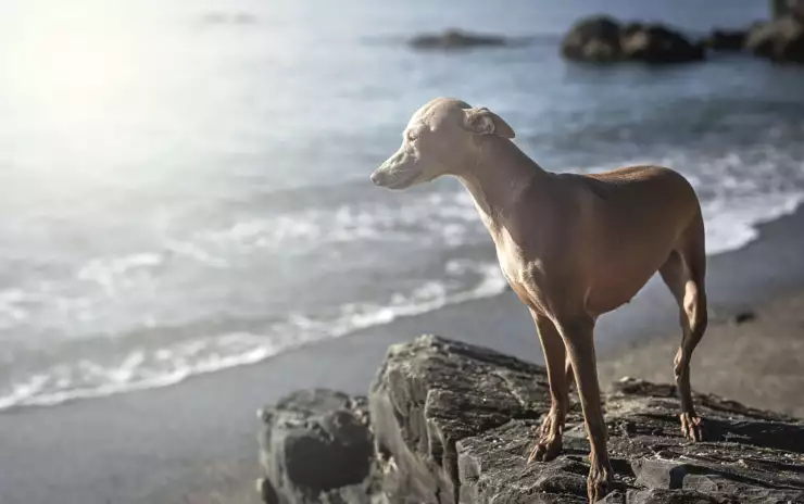 Windhunde: Die schnellsten Hunde der Welt