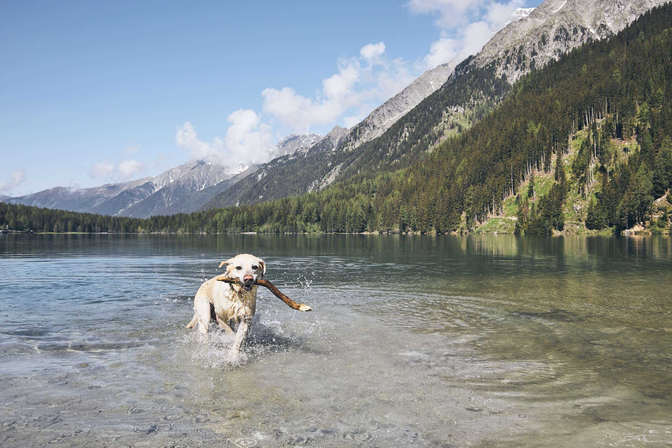 Glücklicher Hund in den Bergen