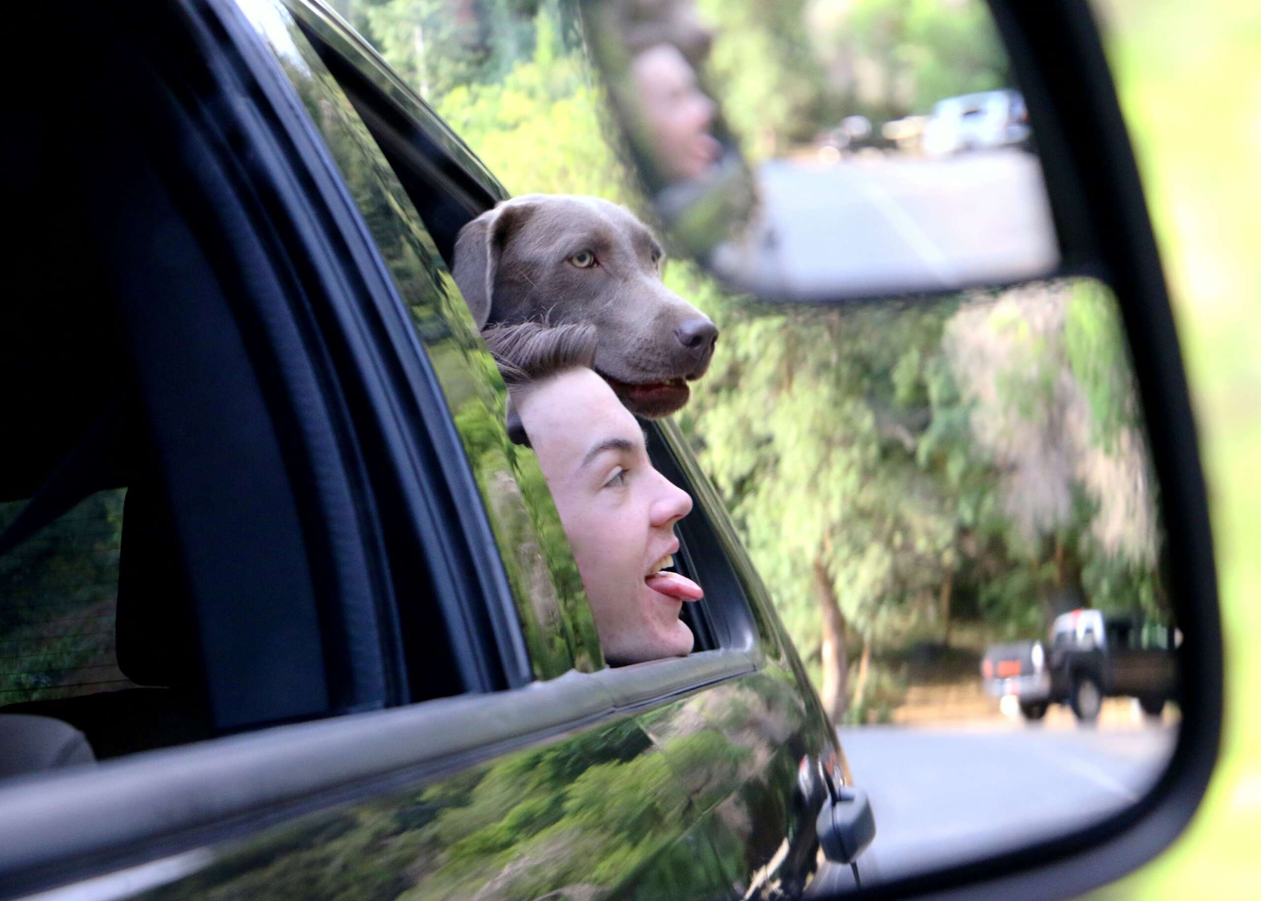 Hund und Mensch fahren gemeinsam Auto