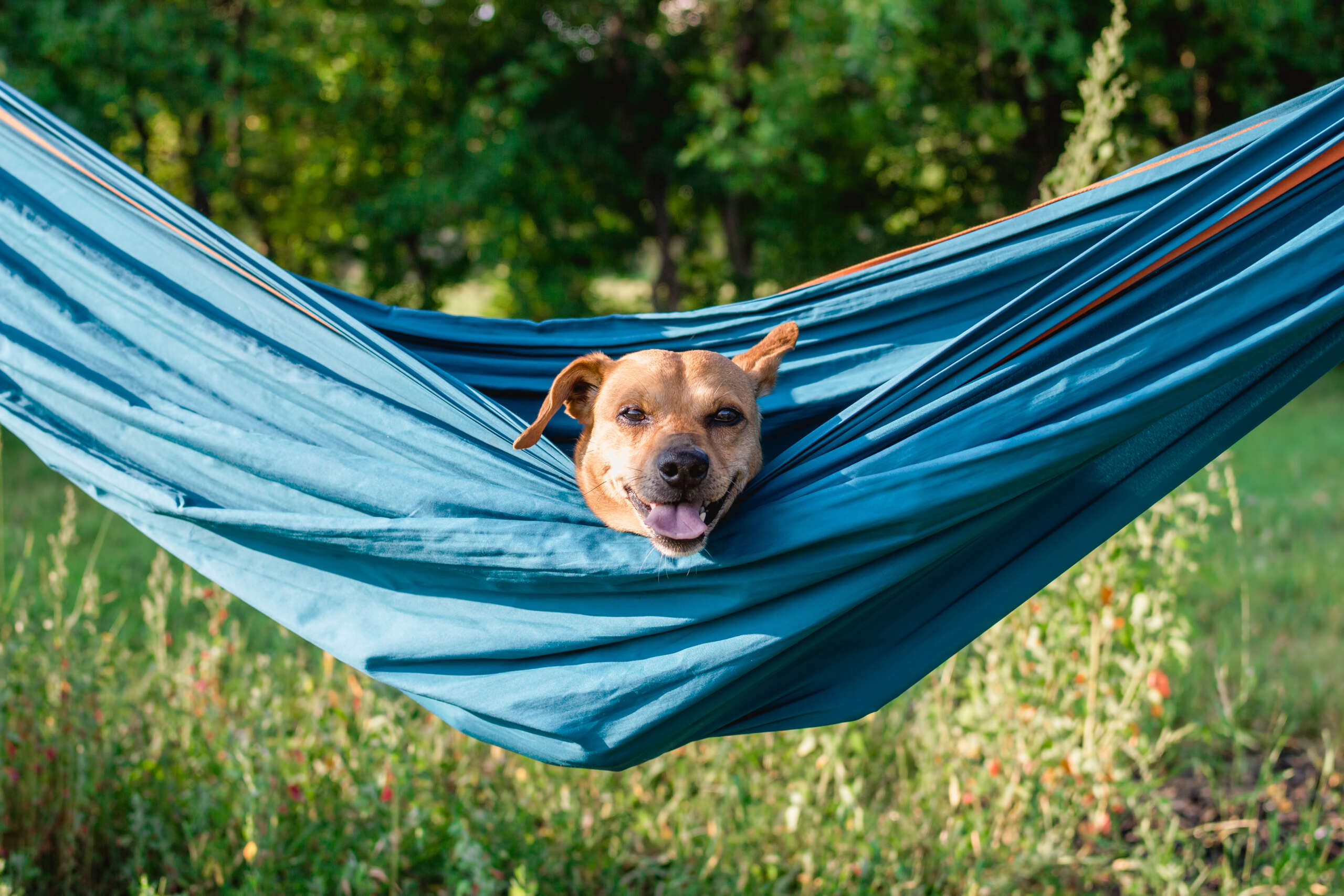 Urlaub mit Hund – Südtirol