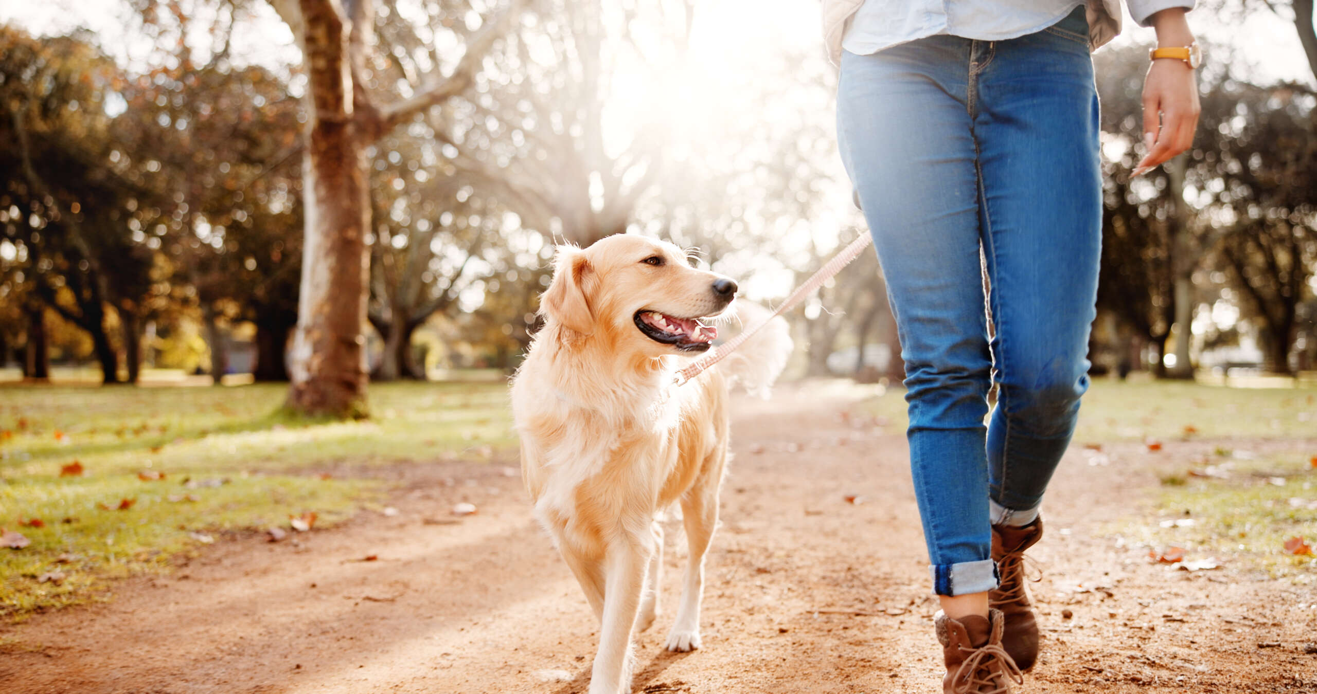 Beine, Frau und Hund im Park für einen Spaziergang, Outdoor-Abenteuer oder Morgengymnastik zusammen auf dem Weg. Natur.